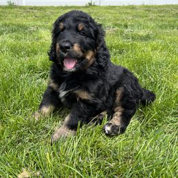Bernedoodle and Poodle Puppies from Doggy Darlins