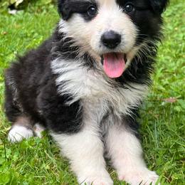 Panda female 3 - Panda female German Shepherd puppy in Lordstown, Ohio from Jewels German Shepherd