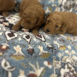 Girl 1 - Red  female Poodle puppy in Poplarville, Mississippi from Southern Belle Poodles