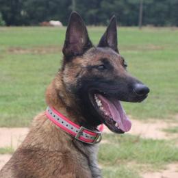 Phoenix - Belgian Malinois