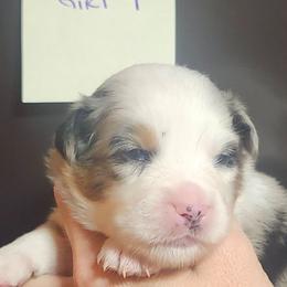 Girl 4 - Blue merle female Miniature Australian Shepherd puppy in Hampton, Tennessee from TC Farms Stock Dogs - Miniature Australian Shepherds