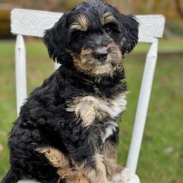 Mint - Tri-color female Bernedoodle puppy in Hesperia, Michigan from Red Acres Poodles & Doodles