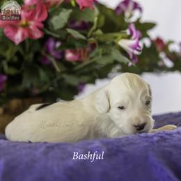 Bashful - Black male Australian Labradoodle puppy in Cashmere, Washington from Mountain Home Doodles