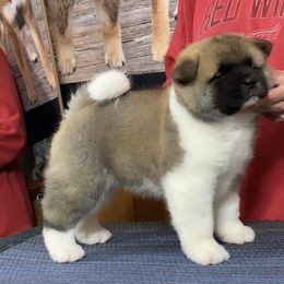 Rosie - Red female Akita puppy in Newberry, Michigan from Day Dream Akita & Shiba Inu