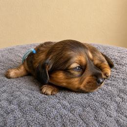 Blue Boy - Chocolate and tan male Dachshund puppy in Crandall, Texas from The Weenie Hut LLC