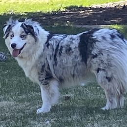 Stormy - Miniature Australian Shepherd