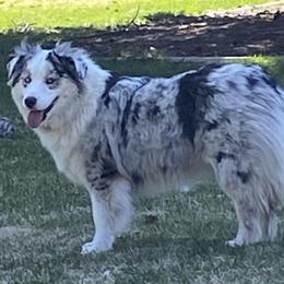 Stormy - Miniature Australian Shepherd