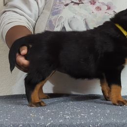 Rottweiler Puppies from Galaxia Rottweilers