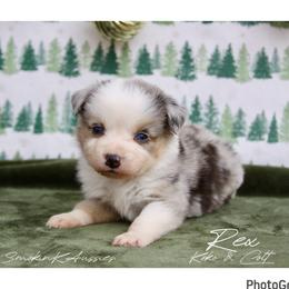 Rex - Blue merle male Australian Shepherd puppy in Grapeland, Texas from Smokin K Aussies