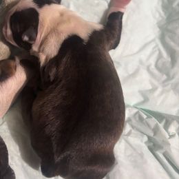 Girl 4 - Black and white female Boston Terrier puppy in Sunnyside, Washington from Boston Terriers