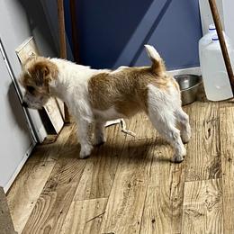 Annie - Russell Terrier