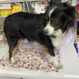 Mouse - Toy Australian Shepherd
