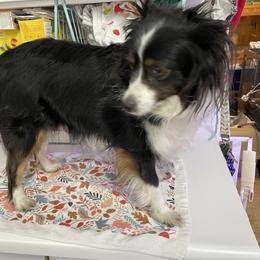 Mouse - Toy Australian Shepherd