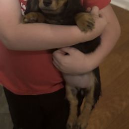 Dachshund puppies from White Oak Kennels