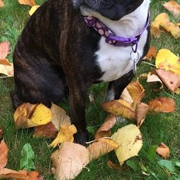 Boston Terriers from Country Loving Bostons