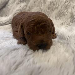 Poodle Puppies from Amelia Castro