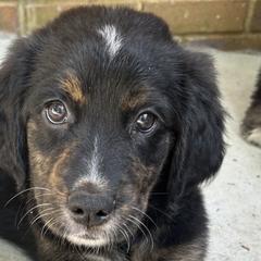 Bernedoodles, Bernese Mountain Dogs, Double Doodles, and Golden Mountain Dogs from OlliePups, LLC