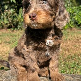 Girl 3 - Merle female Goldendoodle puppy in Hendersonville, North Carolina from Kim's Cove