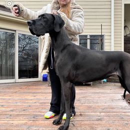 Poppi - Great Dane