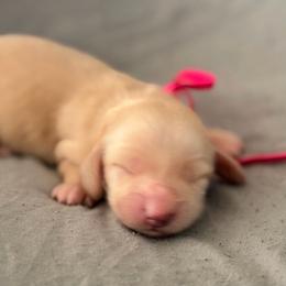 Cinnamon Girl 4 pink cinnamon - Cream female Dachshund puppy in Cleburne, Texas from Powers English Springer Spaniels