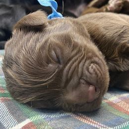 Maggie Lt Blue boy - Newfoundland puppy from Latin of Course Newfoundlands