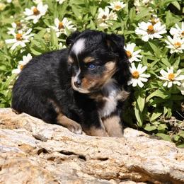 Charlotte - Black tri female Toy Australian Shepherd puppy in Bixby, Oklahoma from Roeboat Aussies