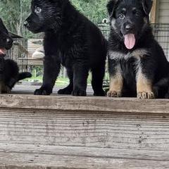 German Shepherds from Telos Shepherds
