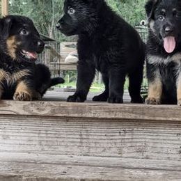 German Shepherds from Telos Shepherds