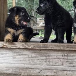 German Shepherds from Telos Shepherds