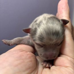 Lavendar Merle Girl - Lavender female Pomeranian puppy in Douglas, Massachusetts from Country Oak Poms LLC