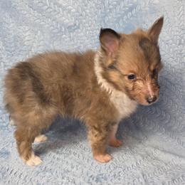 B-3 - Sable merle and white male Shetland Sheepdog puppy in Citra, Florida from Southpaw Herders LLC