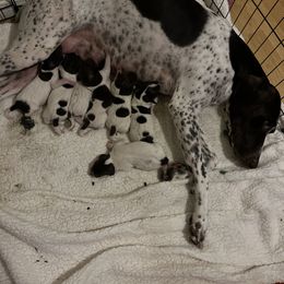 German Shorthaired Pointer puppies from Barker GSP