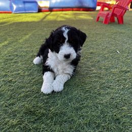 Aussiedoodle Puppies from Penny’s Pals