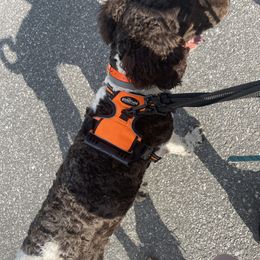 Poodle All Grown Up from Mazie's Standard Poodles