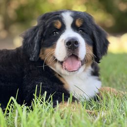 Bernese Mountain Dog and Pembroke Welsh Corgi Puppies from Highland Meadows