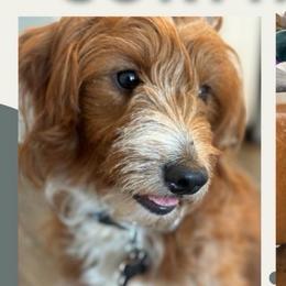 Harley - Goldendoodle