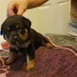 Boy1 - Black and mahogany male Rottweiler puppy in Bartonsville, Pennsylvania from Karol's Rottweilers