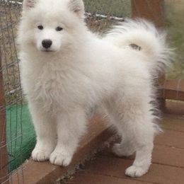  Puppies from El Samoyeds