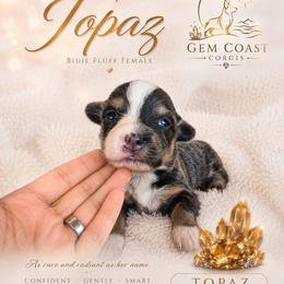 Topaz - Black and tan female American Corgi puppy in Mariposa, California from Gem Coast Corgis