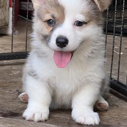 Pembroke Welsh Corgi Puppies from Newlands Insane Danes and Corgis