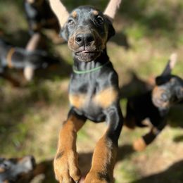 Doberman Pinscher Puppies from Bhon Mhuir Dobermanns
