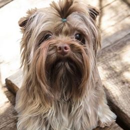 Kona - Yorkshire Terrier