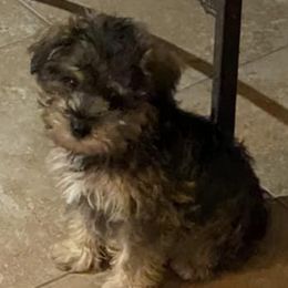 Assorted Doodle Crosses, Cotons de Tulear, Miniature Schnauzers, Poodles, and Schnoodles from A Bundle of Love
