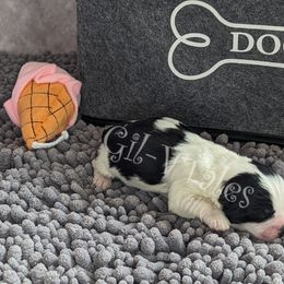 Coton de Tulear Puppies from Gil-VTales