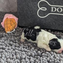Coton de Tulear Puppies from Gil-VTales