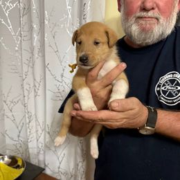 Rudolph - Smooth Collie - Sable and white male Collie puppy in Lonoke, Arkansas from Colley Collies