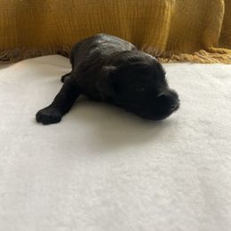 Girl 3 - Parti female Miniature Schnauzer puppy in Lufkin, Texas from Lively Miniature Schnauzers