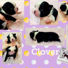Boston Terrier Puppies from Diamonds In The Ruff Boston Terriers