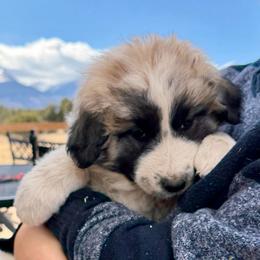 Velma- purple - Badger female Colorado Mountain Dog puppy in Cotopaxi, Colorado from Once Upon A Moose (OUM)