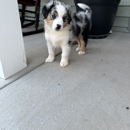 Rowan - Blue merle male Miniature Australian Shepherd puppy in Hedgesville, West Virginia from Wishing Tree Minis
